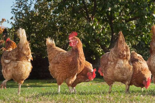 Farm photo
